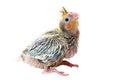 Cockatiel chick Royalty Free Stock Photo
