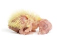 Cockatiel chick - Nymphicus hollandicus (1 day old) Royalty Free Stock Photo