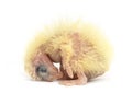 Cockatiel chick - Nymphicus hollandicus 2 days old Royalty Free Stock Photo