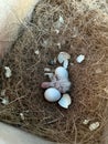 a cockatiel chick together with eggs being cared for and treated by its parents with lots of love and affection, it lives in a