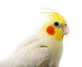 Cockatiel, Cockatoo Parrot, Quarrion, Weero Royalty Free Stock Photo