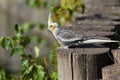 Cockatiel, Cockatoo Parrot, Quarrion, Weero Royalty Free Stock Photo