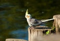 Cockatiel, Cockatoo Parrot, Quarrion, Weero Royalty Free Stock Photo