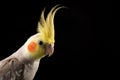 Cockatiel Crest Up, Curious Happy Parrot Portrait In Studio