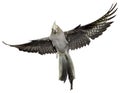 Cockatiel Flying Royalty Free Stock Photo