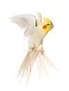 Cockatiel flying in studio Royalty Free Stock Photo