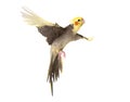 Cockatiel flying in studio Royalty Free Stock Photo