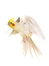 Cockatiel flying in studio Royalty Free Stock Photo