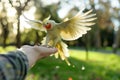 cockatiel flying towards an outstretched arm in a park Royalty Free Stock Photo