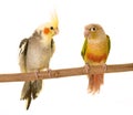 Cockatiel and Green-cheeked parakeet