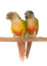 Cockatiel and Green-cheeked parakeet