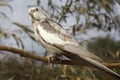Cockatiel Royalty Free Stock Photo