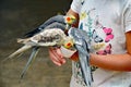 Cockatiel Group Nosh Royalty Free Stock Photo