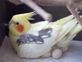 Cockatiel incubating eggs