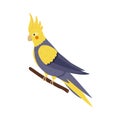 Cockatiel Isometric Illustration