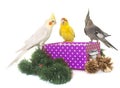 Cockatiel and kakariki on box Royalty Free Stock Photo