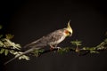 Cockatiel Looking at Greens leaves, Cute Parakeet close up, isolated on black background, studio