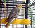 Cockatiel bird in a cage Royalty Free Stock Photo