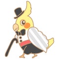 Cockatiel Magician