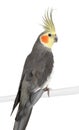 Cockatiel - Nymphicus hollandicus Royalty Free Stock Photo