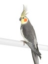 Cockatiel - Nymphicus hollandicus Royalty Free Stock Photo