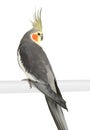 Cockatiel - Nymphicus hollandicus Royalty Free Stock Photo