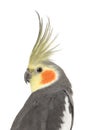 Cockatiel - Nymphicus hollandicus Royalty Free Stock Photo