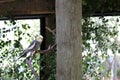 Male Cockatiel (Nymphicus hollandicus) perched on a tree in a zoo : (pix Sanjiv Shukla)