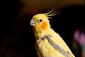 The cockatiel (Nymphicus hollandicus), also known as weiro bird, or quarrion, is a bird that is a member of its Royalty Free Stock Photo