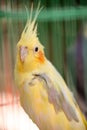 The cockatiel (Nymphicus hollandicus), also known as weiro bird, or quarrion, is a bird that is a member of its Royalty Free Stock Photo