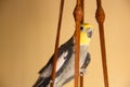 The cockatiel (Nymphicus hollandicus), also known as weiro bird, or quarrion, is a bird that is a member of its Royalty Free Stock Photo