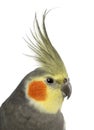 Cockatiel, Nymphicus hollandicus, in front of white background Royalty Free Stock Photo