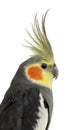 Cockatiel, Nymphicus hollandicus, in front of white background Royalty Free Stock Photo