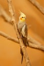 A cockatiel Nymphicus hollandicus perched on a branch Royalty Free Stock Photo
