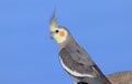 Cockatiel portrait with blue sky background Royalty Free Stock Photo