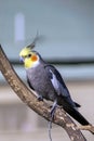 Cockatiel nymphicus hollandicus perched on a branch Royalty Free Stock Photo