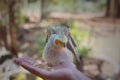 Cockatiel, Nymphicus hollandicus, a small parrot endemic to Australia sitting on a girls hand Royalty Free Stock Photo