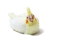 Cockatiel parakeet baby on white Royalty Free Stock Photo