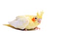 Cockatiel parakeet baby on white Royalty Free Stock Photo