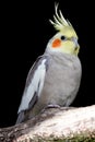 Cockatiel Parakeet Bird