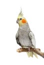 Cockatiel parakeet 4 years old