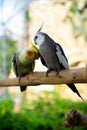 Cockatiel parrot on a branch in the park