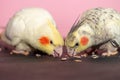 Cockatiel parrots couple eating