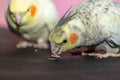 Cockatiel parrots eating seed close up