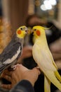 Cute cockatiel parrots.Funny parrots.Home pet parrot.Caring for pets.Funny bird. Royalty Free Stock Photo