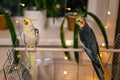 Cute cockatiel parrots.Funny parrots.Home pet parrot.Caring for pets.Funny birds Royalty Free Stock Photo