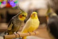 Cute cockatiel parrots.Funny parrots.Home pet parrot.Caring for pets.Funny birds Royalty Free Stock Photo