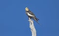 Cockatiel perched on branch with blue sky background Royalty Free Stock Photo