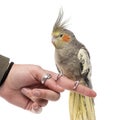 Cockatiel perched on a finger Royalty Free Stock Photo