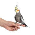 Cockatiel perched on a hand, isolated Royalty Free Stock Photo